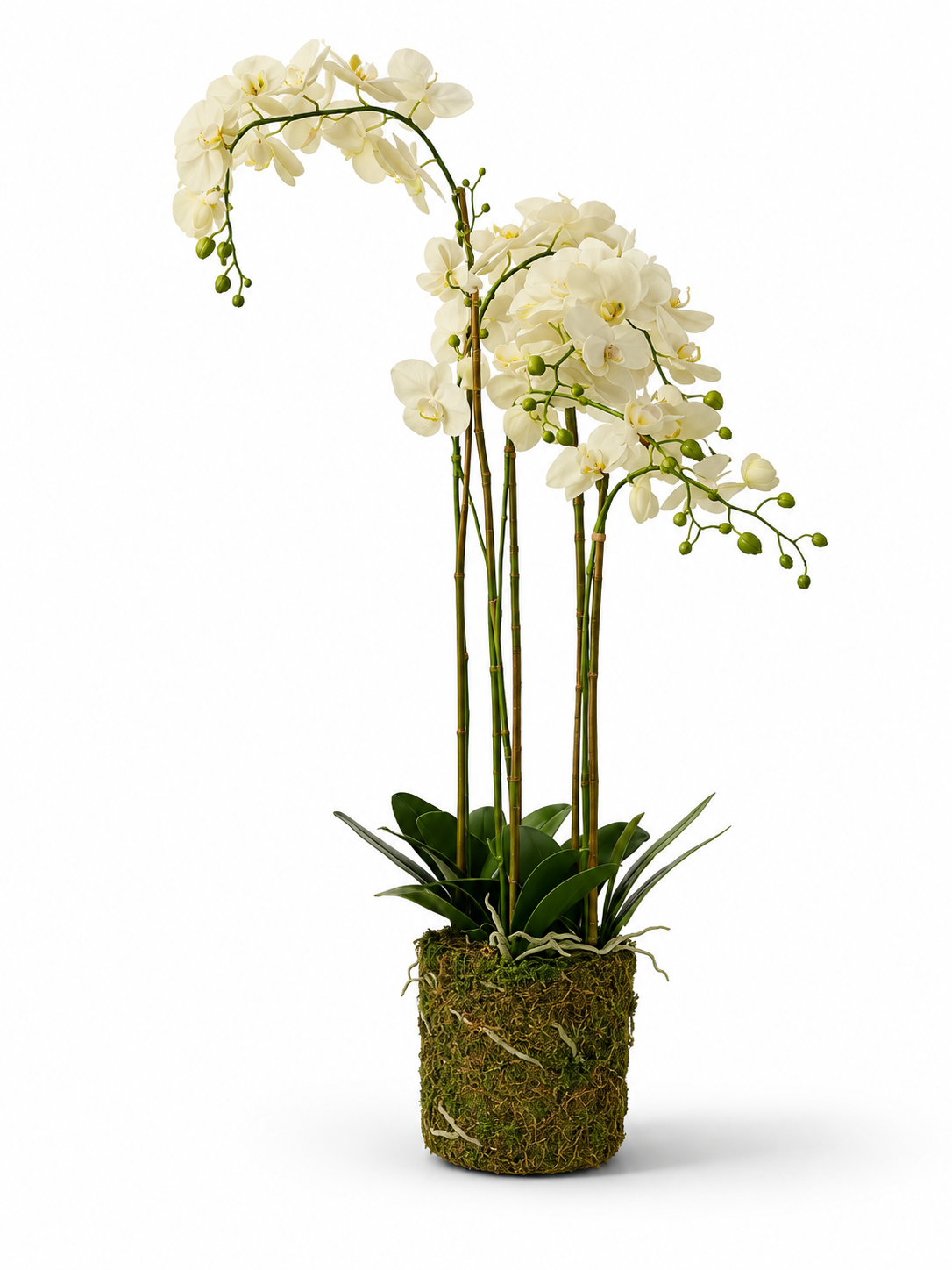 Celeste Cascading Orchid Arrangement
