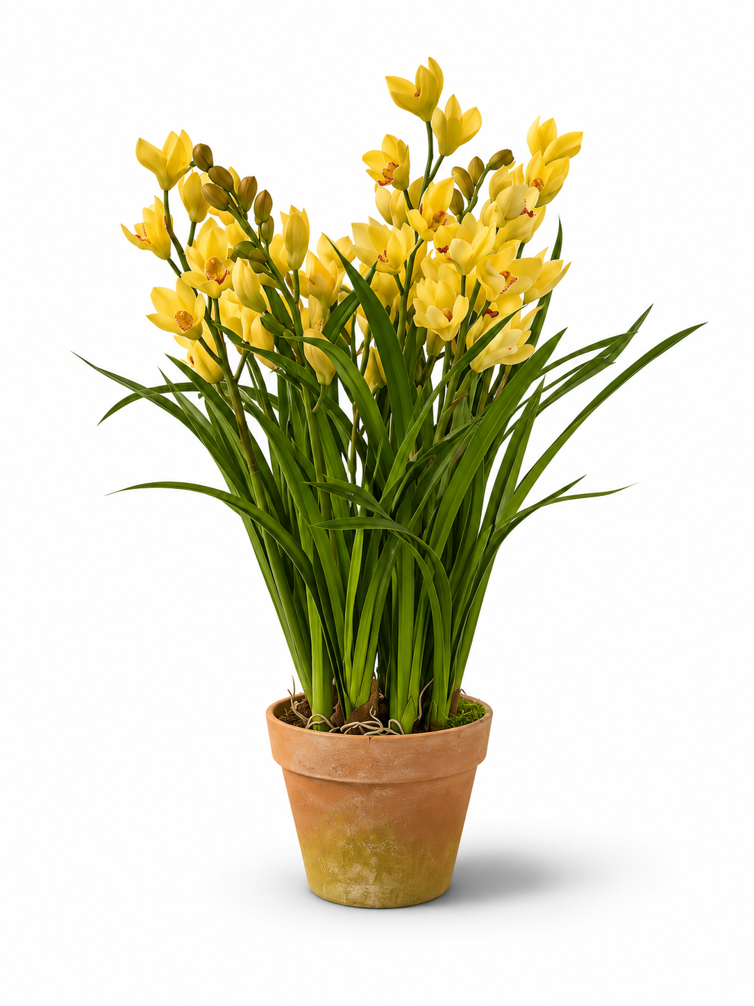Monaco Yellow Orchid