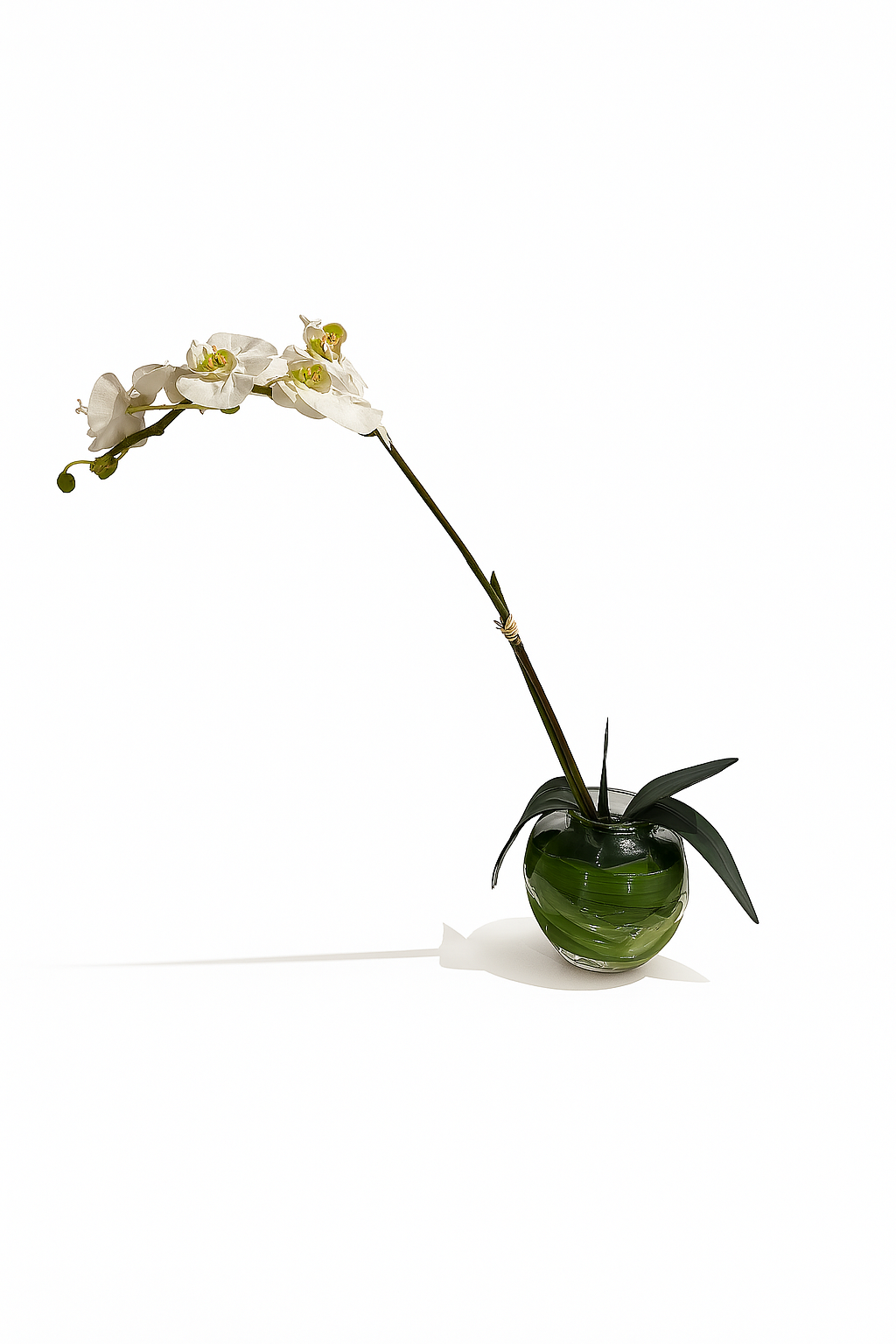 Single Stemmed Orchid