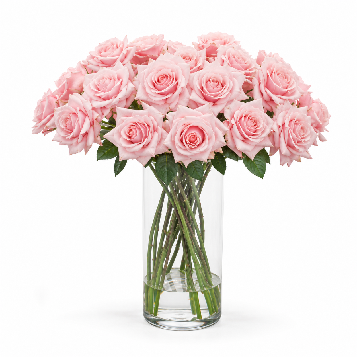 Pink Champagne Roses