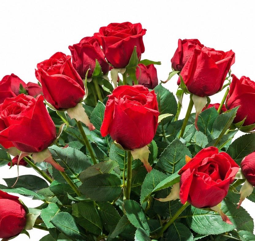 Velvet Romance Roses