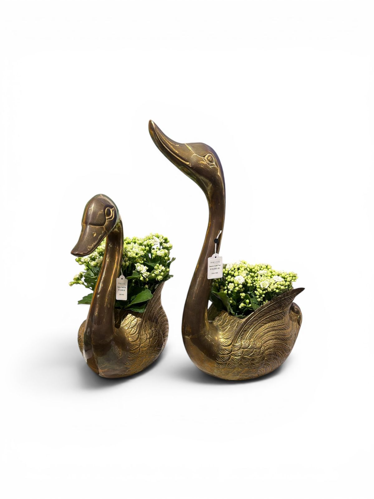 Swans Gold Pair