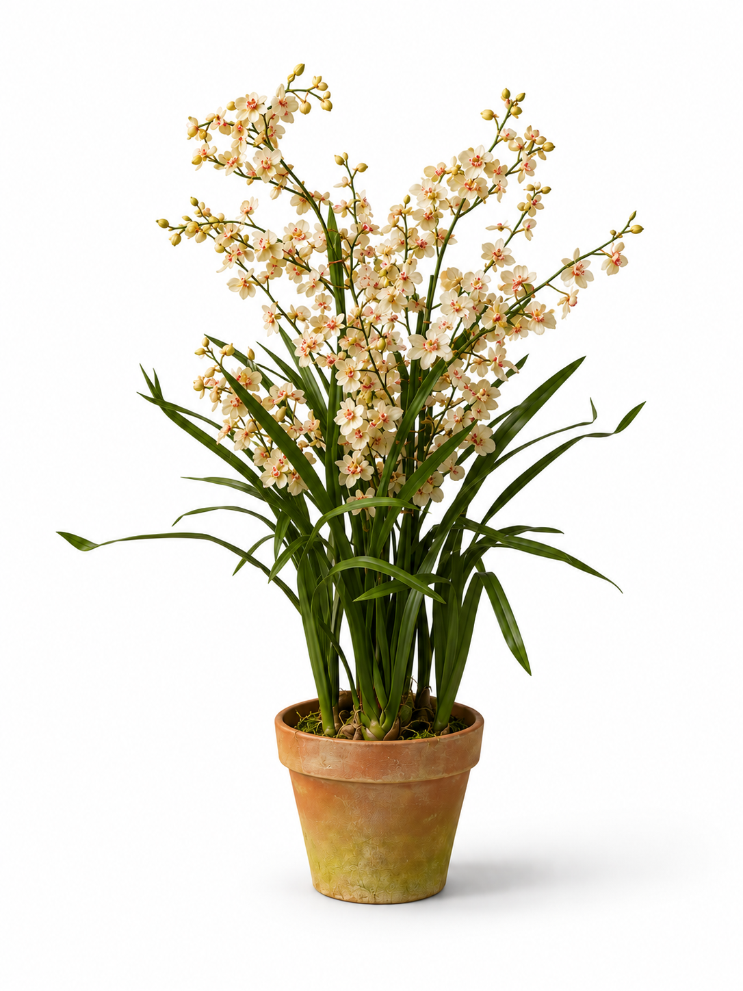 Avorio Orchid Arrangment