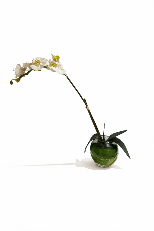Single Stemmed Orchid