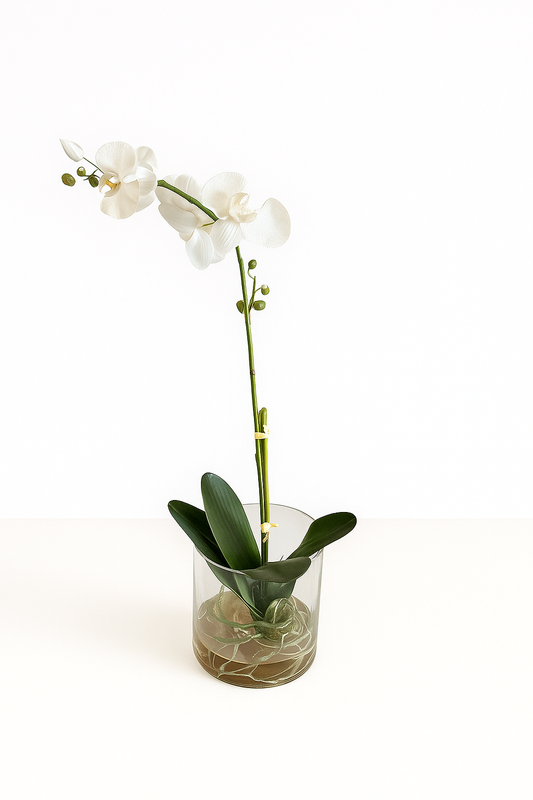 Single White Orchid in Glass Vase