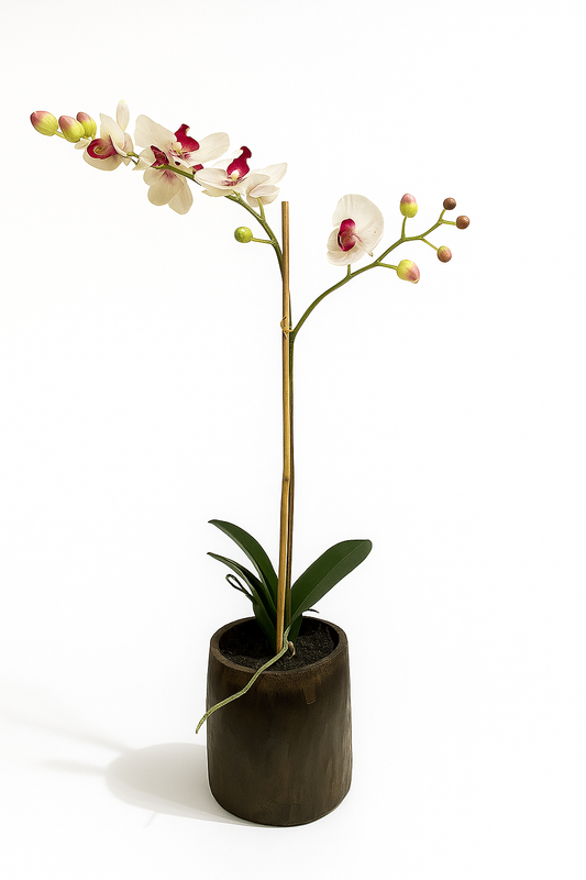 Sculptural Orchid