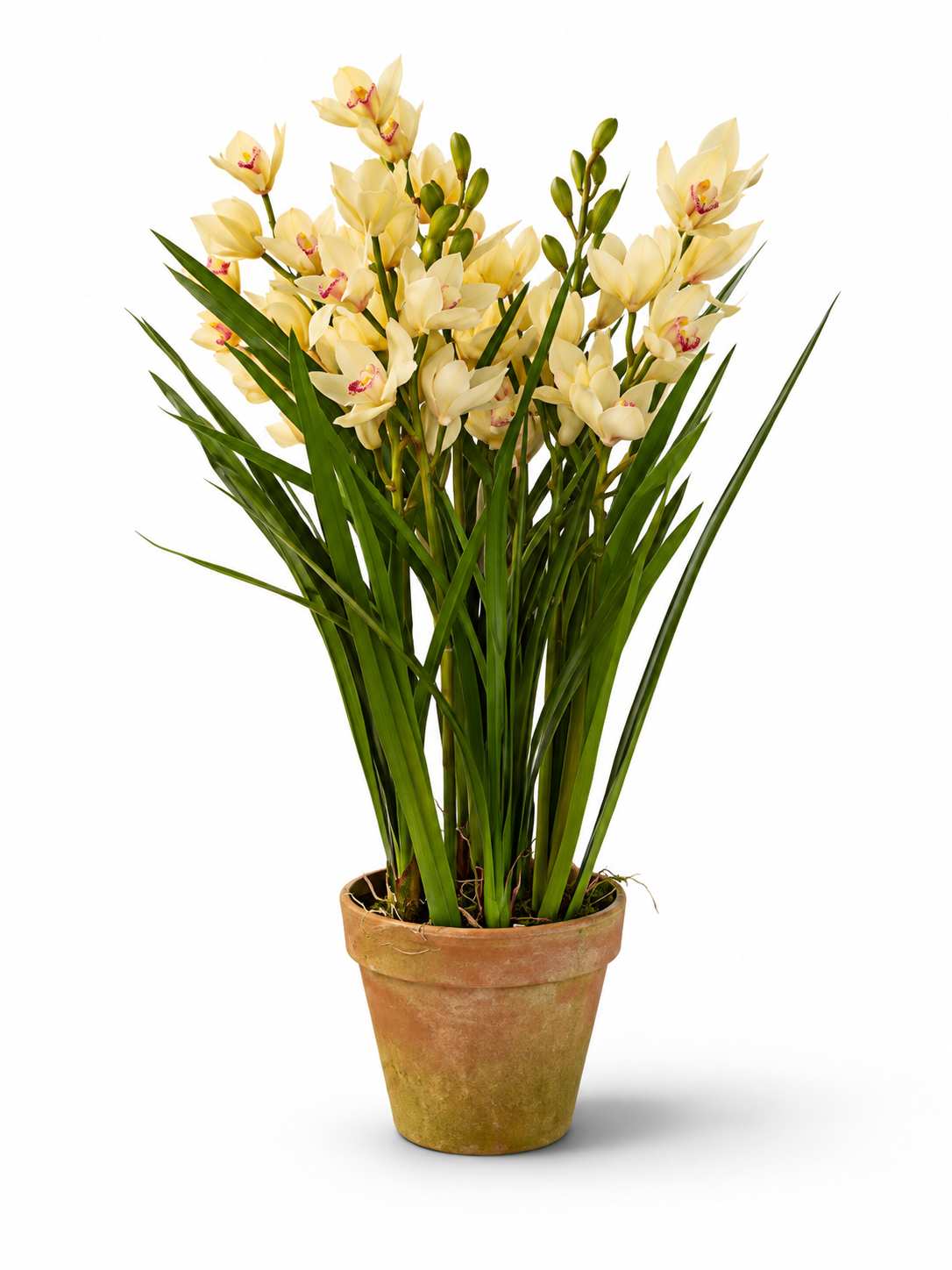 Positano Orchid Arrangement