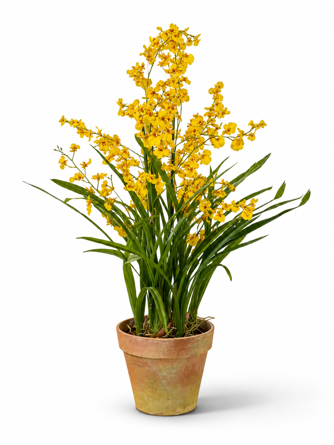 Sorrento Gold Orchid