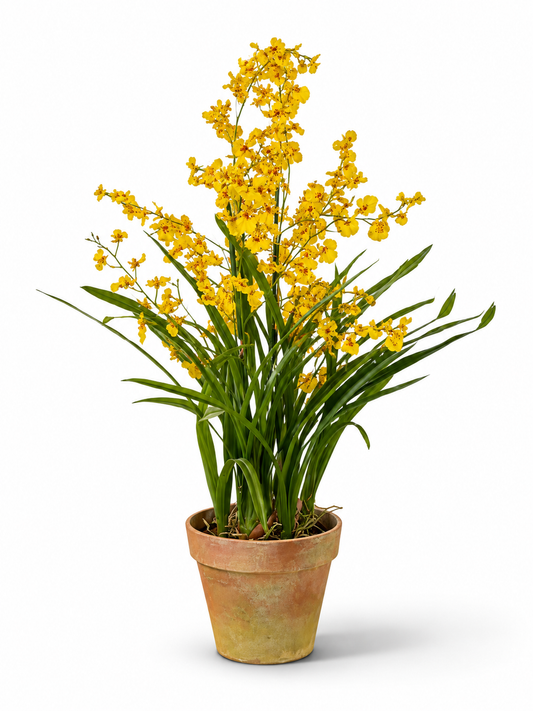 Sorrento Gold Orchid