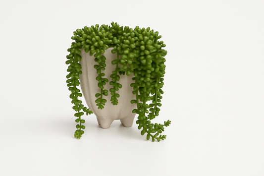 Succulent in Ceramic Vase